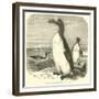 The Great Auk, Alca Impennis-null-Framed Giclee Print