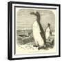 The Great Auk, Alca Impennis-null-Framed Giclee Print
