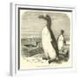 The Great Auk, Alca Impennis-null-Framed Giclee Print