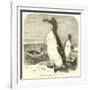 The Great Auk, Alca Impennis-null-Framed Giclee Print