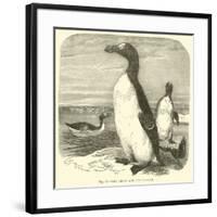 The Great Auk, Alca Impennis-null-Framed Giclee Print