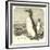 The Great Auk, Alca Impennis-null-Framed Giclee Print