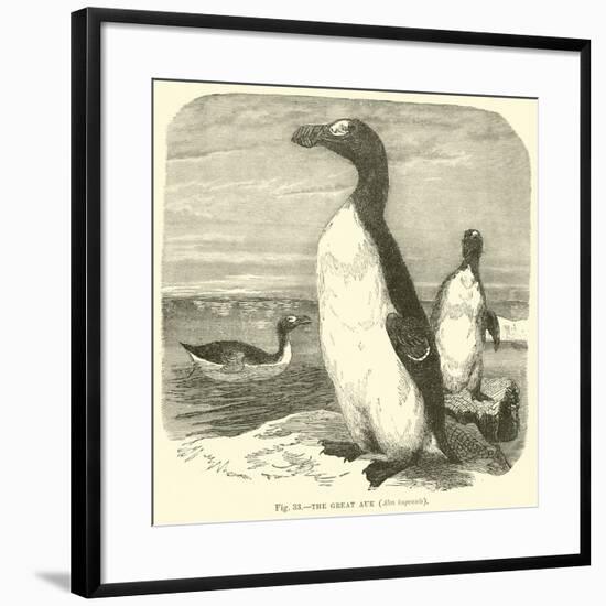 The Great Auk, Alca Impennis-null-Framed Giclee Print