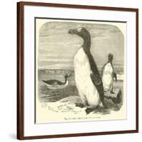 The Great Auk, Alca Impennis-null-Framed Giclee Print