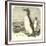 The Great Auk, Alca Impennis-null-Framed Giclee Print