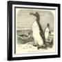 The Great Auk, Alca Impennis-null-Framed Giclee Print