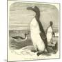 The Great Auk, Alca Impennis-null-Mounted Giclee Print