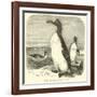 The Great Auk, Alca Impennis-null-Framed Giclee Print