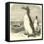 The Great Auk, Alca Impennis-null-Framed Stretched Canvas