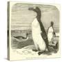 The Great Auk, Alca Impennis-null-Stretched Canvas