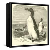 The Great Auk, Alca Impennis-null-Framed Stretched Canvas