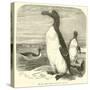 The Great Auk, Alca Impennis-null-Stretched Canvas