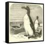 The Great Auk, Alca Impennis-null-Framed Stretched Canvas