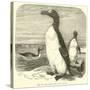 The Great Auk, Alca Impennis-null-Stretched Canvas