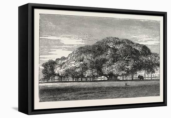 The Great Banyan Tree (Ficus Indica) in the Botanical Gardens, Calcutta, India-null-Framed Stretched Canvas