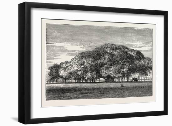 The Great Banyan Tree (Ficus Indica) in the Botanical Gardens, Calcutta, India-null-Framed Giclee Print