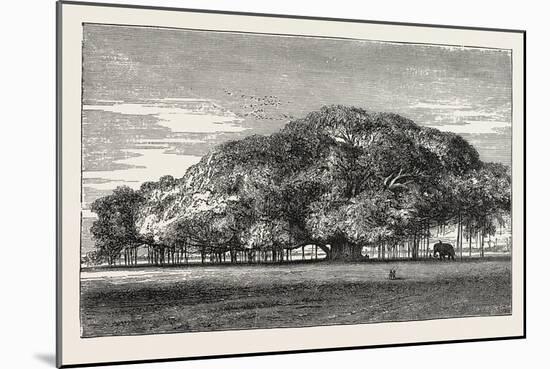 The Great Banyan Tree (Ficus Indica) in the Botanical Gardens, Calcutta, India-null-Mounted Giclee Print
