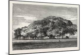 The Great Banyan Tree (Ficus Indica) in the Botanical Gardens, Calcutta, India-null-Mounted Giclee Print