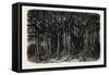 The Great Banyan-null-Framed Stretched Canvas