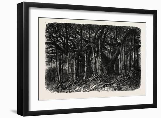 The Great Banyan-null-Framed Giclee Print