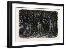 The Great Banyan-null-Framed Giclee Print