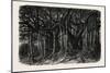 The Great Banyan-null-Mounted Giclee Print