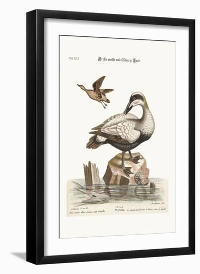 The Great Black and White Duck, 1749-73-George Edwards-Framed Giclee Print