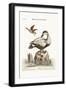The Great Black and White Duck, 1749-73-George Edwards-Framed Giclee Print