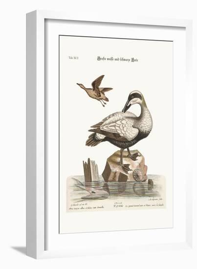 The Great Black and White Duck, 1749-73-George Edwards-Framed Giclee Print