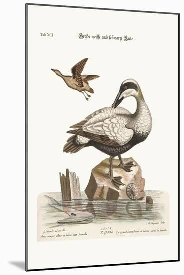 The Great Black and White Duck, 1749-73-George Edwards-Mounted Giclee Print