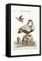 The Great Black and White Duck, 1749-73-George Edwards-Framed Stretched Canvas