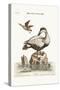The Great Black and White Duck, 1749-73-George Edwards-Stretched Canvas