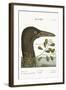 The Great Booby, 1749-73-Mark Catesby-Framed Giclee Print