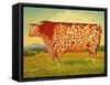 The Great Bull, 1998-Frances Broomfield-Framed Stretched Canvas