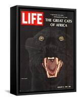 The Great Cats of Africa, Black Leopard, January 6, 1967-John Dominis-Framed Stretched Canvas