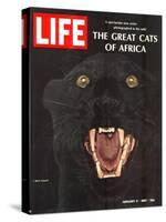 The Great Cats of Africa, Black Leopard, January 6, 1967-John Dominis-Stretched Canvas