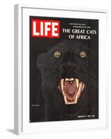 The Great Cats of Africa, Black Leopard, January 6, 1967-John Dominis-Framed Photographic Print