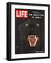 The Great Cats of Africa, Black Leopard, January 6, 1967-John Dominis-Framed Photographic Print