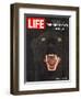 The Great Cats of Africa, Black Leopard, January 6, 1967-John Dominis-Framed Photographic Print