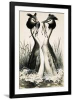 The Great Crested Grebe-R. B. Davis-Framed Giclee Print