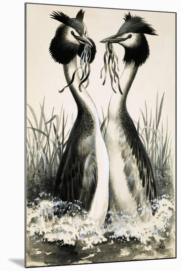 The Great Crested Grebe-R. B. Davis-Mounted Giclee Print
