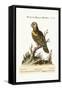 The Great Green Parrot, from the West-Indies, 1749-73-George Edwards-Framed Stretched Canvas