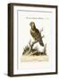 The Great Green Parrot, from the West-Indies, 1749-73-George Edwards-Framed Giclee Print