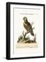The Great Green Parrot, from the West-Indies, 1749-73-George Edwards-Framed Giclee Print