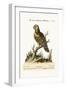 The Great Green Parrot, from the West-Indies, 1749-73-George Edwards-Framed Giclee Print
