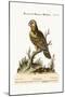 The Great Green Parrot, from the West-Indies, 1749-73-George Edwards-Mounted Giclee Print