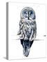 The Great Grey Owl on White, 2019, (Pen and Ink)-Mike Davis-Stretched Canvas
