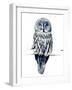 The Great Grey Owl on White, 2019, (Pen and Ink)-Mike Davis-Framed Giclee Print