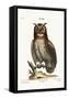 The Great Horned Owl, 1749-73-George Edwards-Framed Stretched Canvas