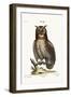 The Great Horned Owl, 1749-73-George Edwards-Framed Giclee Print